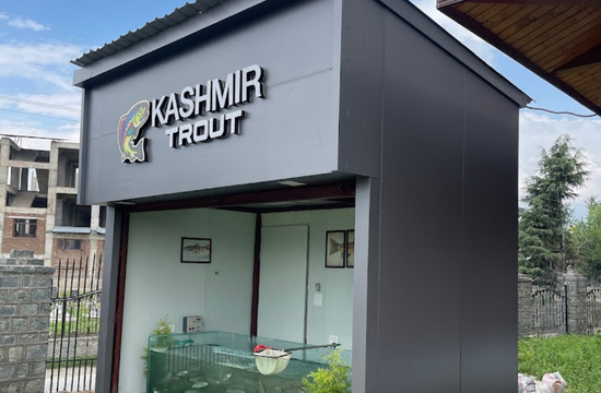 Kashmir trout